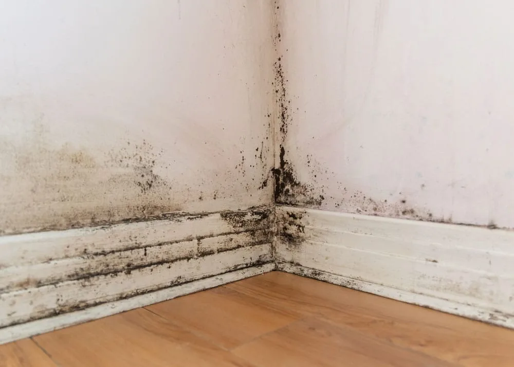 Mould at baseboard corner in a Pickering home