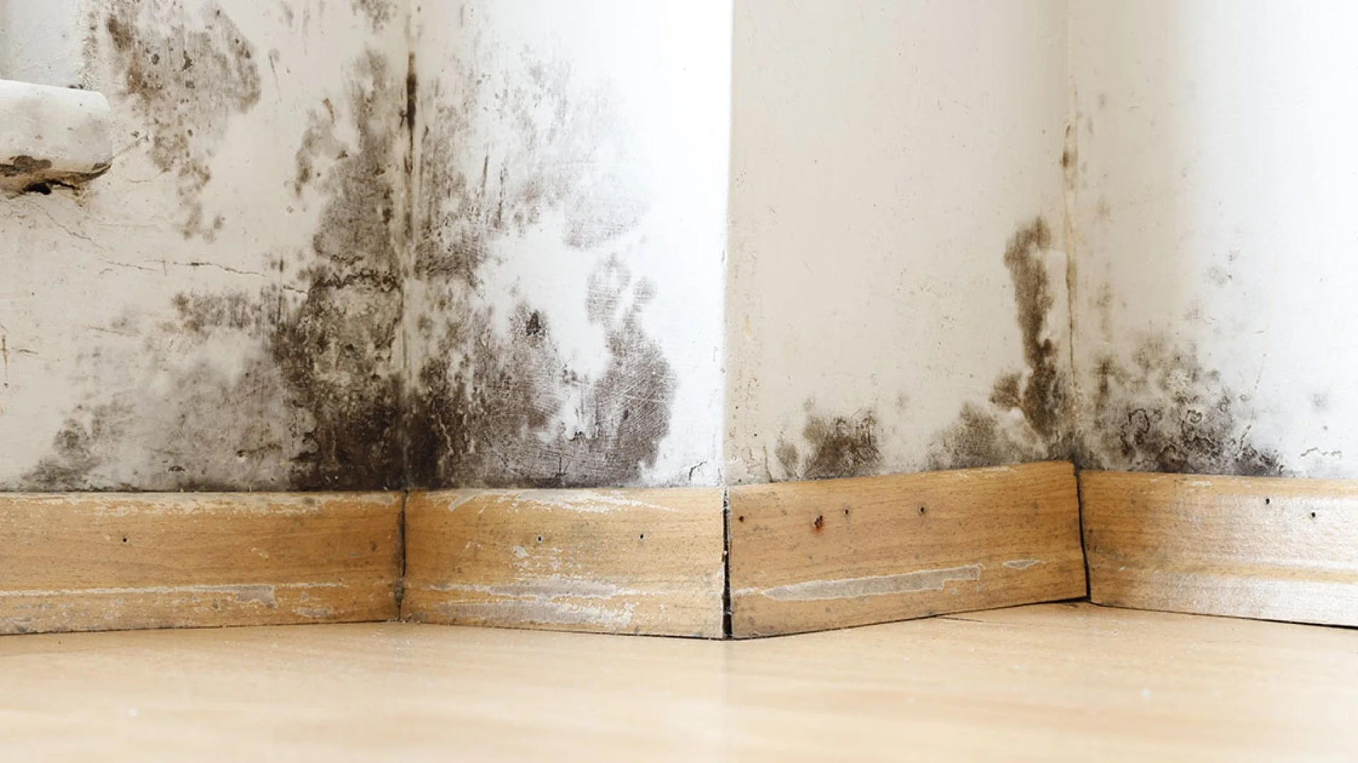 Mould along the base of walls in a Markham basement