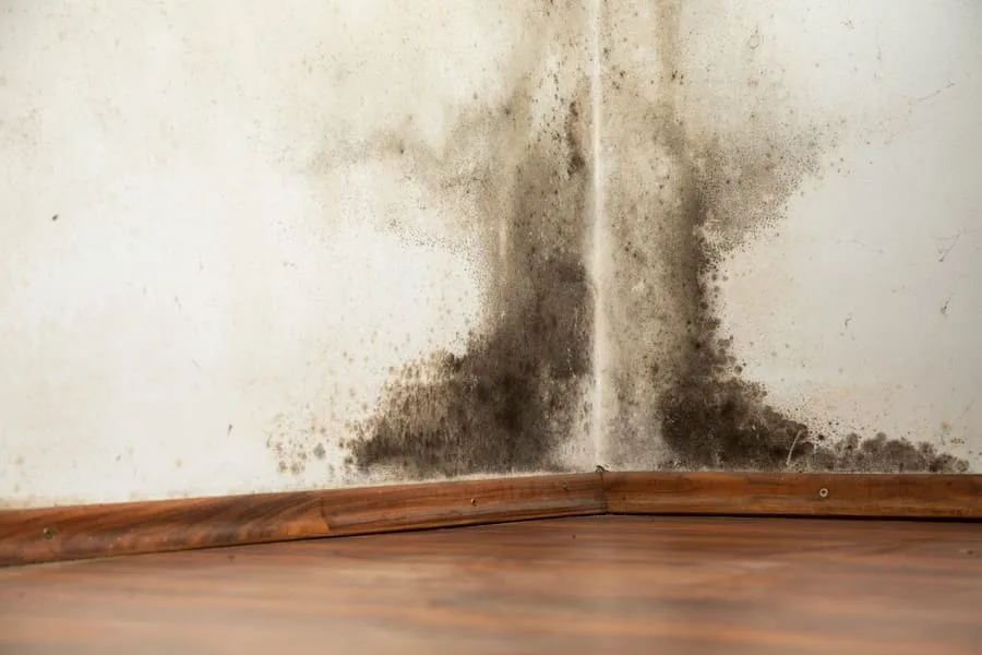 Mould colony in corner of a Pickering basement wall